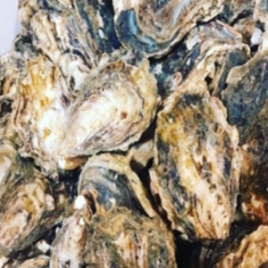 赤穂sweet pearl(赤穂スイートパール）殻付き牡蠣4kg - 画像 (3)